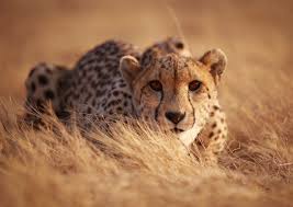 Maybe you would like to learn more about one of these? Cheetahs Strategize To Dodge Larger Predators While They Eat Earth Com