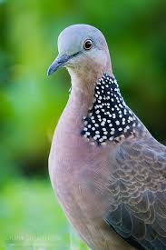 Download and use 10,000+ cool wallpaper stock photos for free. 21 Ide Derkuku Burung Hewan Binatang