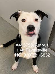 URGENT ‼️ PLEASE FOSTER OR ADOPT TO SAVE THEIR LIVES TODAY! ❤️🤞🙏🏻😢