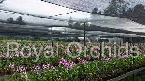 Royal Orchids Home Facebook