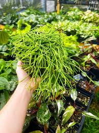 Image result for Rhipsalis baccifera