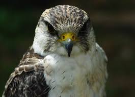 Top 10 Fastest Birds In The World The Mysterious World Peregrine Falcon Peregrine Fastest Bird
