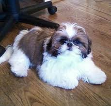 Black And White Shih Tzu Dachshund Mix Explore Black And White Shih Tzu Dogs In 2020 Shih Tzu Puppy Shih Tzu Dog Shih Tzu