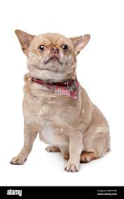 Image result for chihuahua big obesity