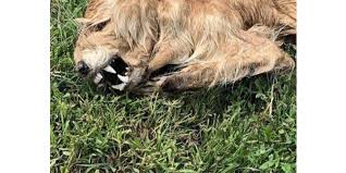 Creature With Huge Teeth Reported In Nebraska Park Giving Rise To Chupacabra Rumors