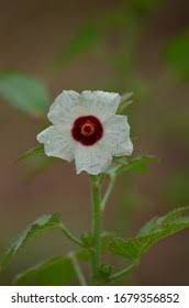 Image result for Philyrophyllum schinzii