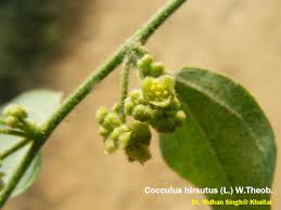 Image result for Cocculus hirsutus