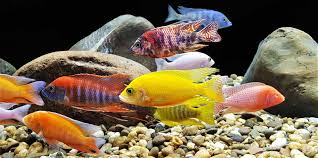 Tropical aquarium fish for perfect aquarium with images. Choosing Fish For A Hard Water Aquarium