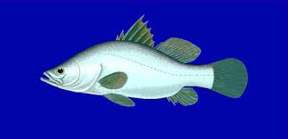 Image result for Chionanthus niloticus