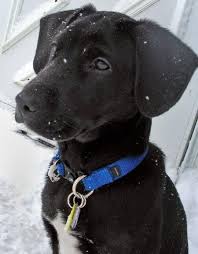 Black And White German Shorthaired Pointer Lab Mix Lab Pointer Labrador X Pointer Mix Info Puppies Temperament Pictures Lab Puppies Domestic Dog Cute Animals