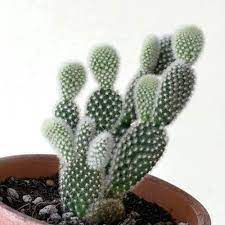 As with most cacti, your bunny ears cactus doesn't need much water at all. Opuntia Microdasys Bunny Ears Cactus Notas Florales Garden Manage Gfinger Es La App De Jardineria Mas Profesional