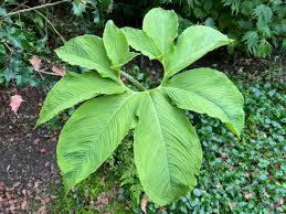 Image result for Sauromatum venosum