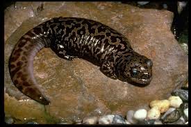 Cover is used for hiding, protection from the sun, and brooding eggs. Pacific Giant Salamander Media Encyclopedia Of Life