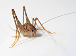 We put the boric acid on a thick piece of paper and would blow the dust into the air until we pretty much had fogged the place. Meet The Camel Cricket The Infinite Spider