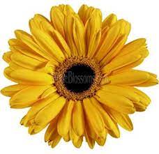 Yellow Gerbera Flowers Dark Center Yellow Wedding Flowers Gerbera Daisy Gerbera Daisy Bouquet