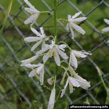 Rope, strip, fixtures, bulb, holiday, speciality, commercial Plant Identification White Flowers