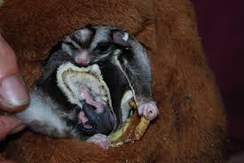 Sugar Gliders Creature Care