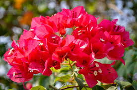 Image result for Bougainvillea