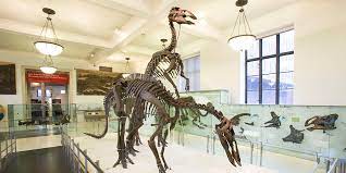 Dinosaurs American Museum Of Natural History