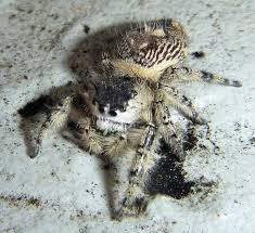 Maybe you would like to learn more about one of these? Canopy Jumping Spider Phidippus Otiosus Phidippus Otiosus Bugguide Net