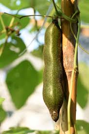 Image result for Mucuna