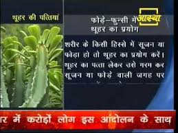 Things got pretty desperate and so i asked the one person i know, would know…and again…no answer (mittal abhi bhi time hai). à¤¥ à¤¹à¤° Milk Bush Milk Hedge Youtube