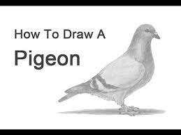 Mo willems series of pigeon books are totally funny!don't forget to subscri. How To Draw A Pigeon Youtube