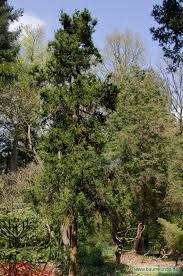 Die sicheltanne ist in ostasien heimisch. Hahnenkamm Sicheltanne Cryptomeria Japonica F Cristata Habitus Bestimmen Hahnenkamm Sicheltanne
