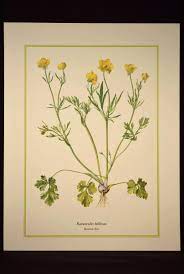 Buttercup Flower Print Yellow Flower Print Nature Wall Art Etsy Nature Wall Art Buttercup Flower Print Etsy Wall Art