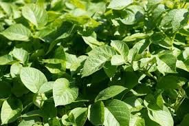 We did not find results for: Potato Plant Leaves Free Photo On Pixabay