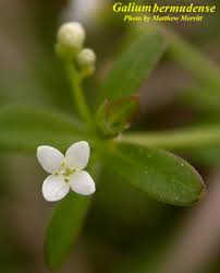 Image result for Oldenlandia goreensis