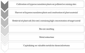 Image result for Crepidorhopalon tenuis