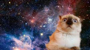 Pin On Funny Wallpapers