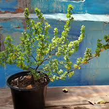 Image result for Cliffortia