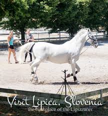Slovenia Best Lipica The Birthplace Of The Lipizzaner Slovenia Baby Horses Horses