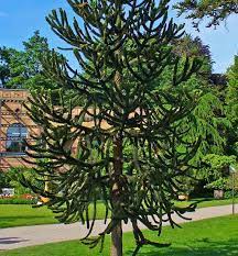 Die borke der chilenischen araukarie ist dunkelgrau und schützt die tanne nicht nur vor hitze, sondern auch vor. Chilenische Schmucktanne Palmentraum