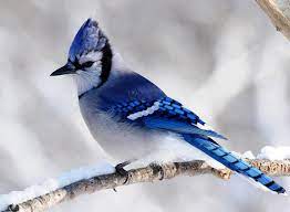 Winter Blue Jay Blue Jay Blue Jay Bird Pet Birds