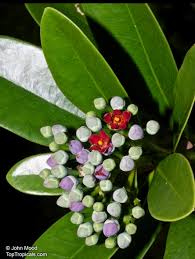 Image result for Canellaceae
