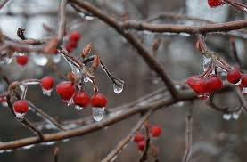 Bright red berries emerge in fall and persist through winter. Garden Shrubs With Red Berries