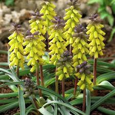 Maybe you would like to learn more about one of these? Van Zyverden Grape Hyacinths Pink Sunrise Set Of 10 Bulbs From Van Zyverden Accuweather Shop