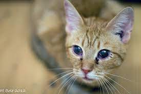 What is a cat upper respiratory infection? Dealing With Upper Respiratory Infections In Cats Catster