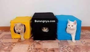 Kotak telematika (alia kotak hitam) digunakan untuk merekam dan mencatat berbagai atribut kendaraan yang bergerak. Cara Membuat Rumah Kucing Simpel Dari Kardus Bekas Burungnya Com