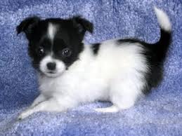 Black And White Long Haired Chihuahua Puppy I Want This Puppy So Bad I Just Love Chihuahuas They Are So Cute Chihuahua Mix Puppies Chihuahua Mix White Chihuahua