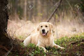 Profile Portrait Of Beautiful And Happy Dog Breed Golden Retriever Stock Photo Picture And Royalty Free Image Image 127910973