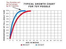 As for how to grow to the full height, when breast stops growing and other changes… there are many factors that can affect a person's height and growth, such as their environment, lifestyle and genes. Your Poodle Size Guide Toy Mini Standard Houndgames