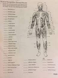 Below are two human body muscle diagrams, showing the front and the neck muscles and massive triangular muscles of the back stabilise the head and shoulders and permit a range of complex movements. Solved Muscle Recognition General Review Identify The Nu Chegg Com