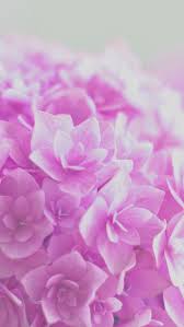 Download Free Hd Wallpaper From Above Link Purple Flowers Light Nature Plant Bokeh In 2020 Light Purple Flowers Purple Flowers Wallpaper Purple Flowers