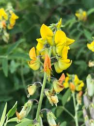 Image result for Crotalaria micans