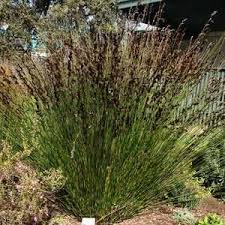 Check spelling or type a new query. Thamnochortus Insignis Thatching Reed Grass Like Reeds Plants Waterwise Garden South Africa Drought Tolerant Waterwise Garden South Africa