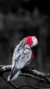Animals Wallpapers Download Free Animals Hd Wallpapers For Mobile 4 Animal Wallpaper Animals Mobile Wallpaper